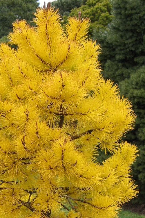  Chief Joseph Golden Lodgepole Pine (Pinus Contorta) - 1 Gallon Pot