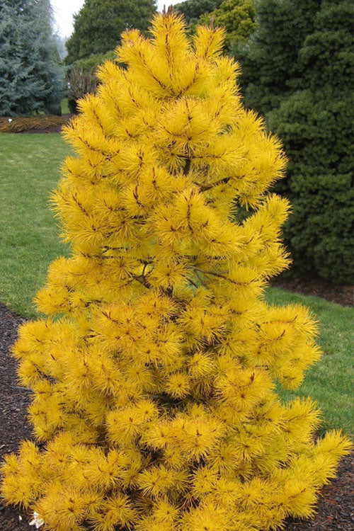  Chief Joseph Golden Lodgepole Pine (Pinus Contorta) - 1 Gallon Pot