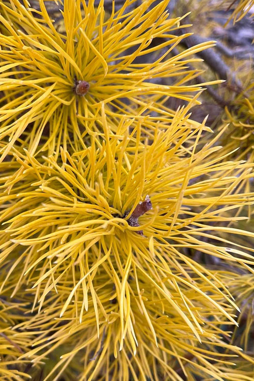  Chief Joseph Golden Lodgepole Pine (Pinus Contorta) - 2 Gallon Pot
