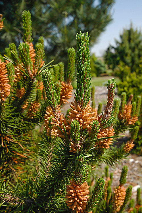  Spaan's Dwarf Shore Pine - 5 Gallon Pot