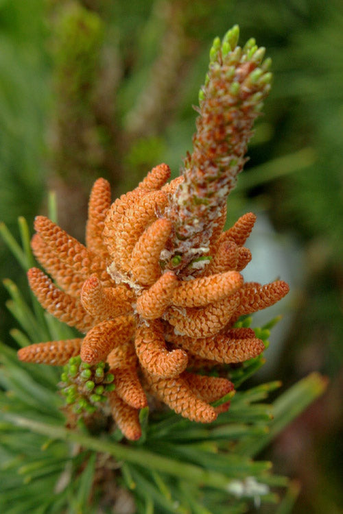  Spaan's Dwarf Shore Pine - 5 Gallon Pot