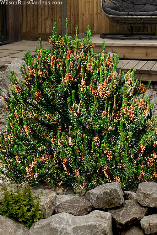  Spaan's Dwarf Shore Pine - 5 Gallon Pot