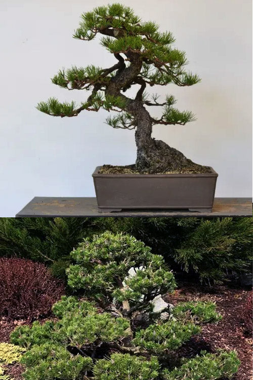  Spaan's Dwarf Shore Pine - 5 Gallon Pot