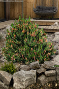  Spaan's Dwarf Shore Pine - 5 Gallon Pot