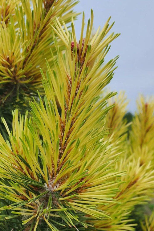  Taylor's Sunburst Lodgepole Pine (Pinus Contorta) - 2 Gallon Pot
