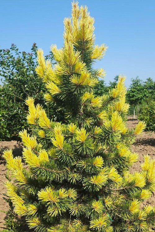  Taylor's Sunburst Lodgepole Pine (Pinus Contorta) - 1 Gallon Pot