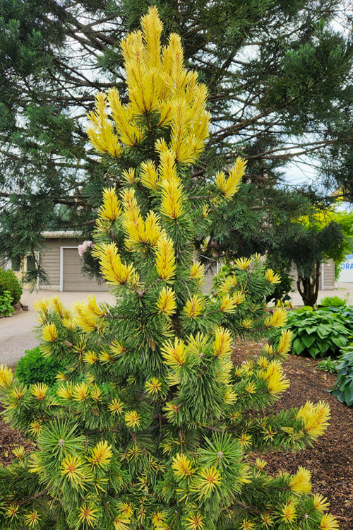  Taylor's Sunburst Lodgepole Pine (Pinus Contorta) - 2 Gallon Pot
