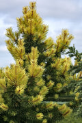  Taylor's Sunburst Lodgepole Pine (Pinus Contorta) - 2 Gallon Pot