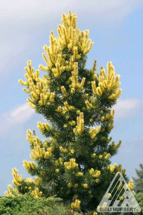  Taylor's Sunburst Lodgepole Pine (Pinus Contorta) - 5 Gallon Pot