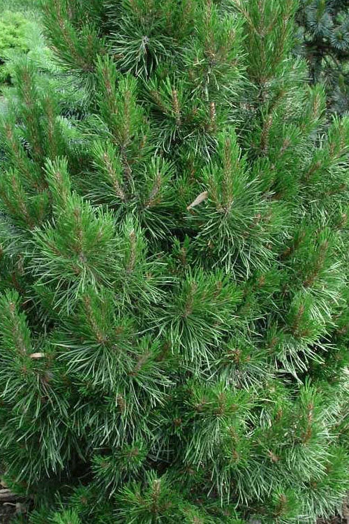  Willow Creek Dwarf Shore Pine Tree - 1 Gallon Pot