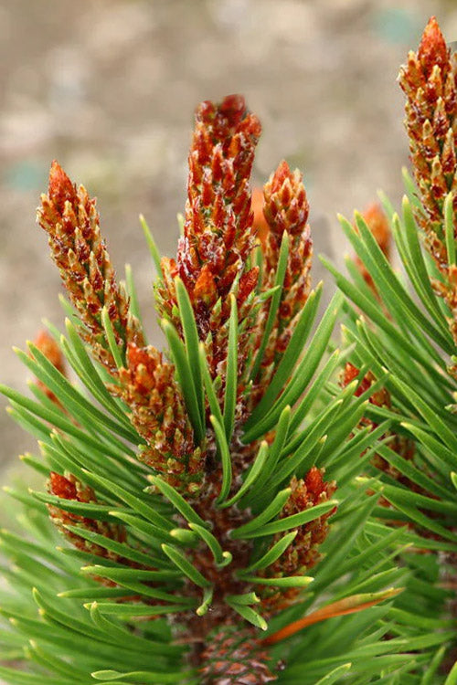  Willow Creek Dwarf Shore Pine Tree - 1 Gallon Pot