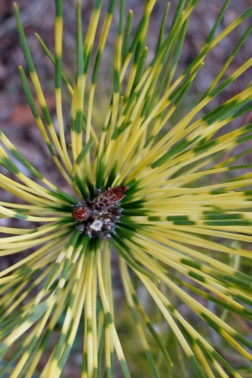  Burke's Variegated Red Japanese Pine - 7 Gallon Pot