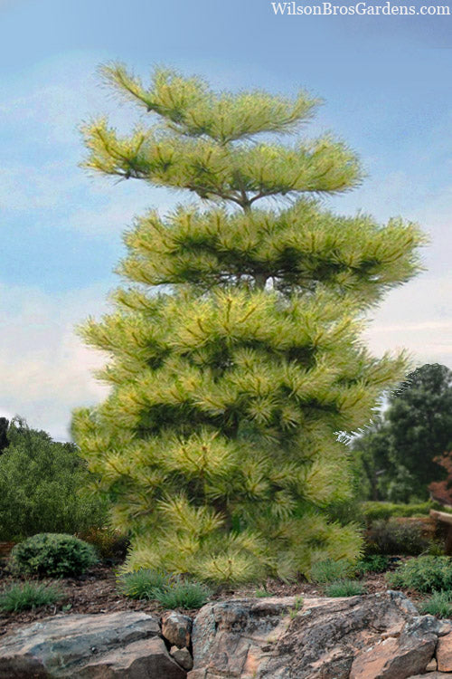  Burke's Variegated Red Japanese Pine - 1 Gallon Pot