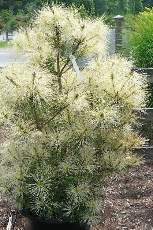  Golden Ghost Japanese Red Pine (Pinus Densiflora) - 1 Gallon Pot