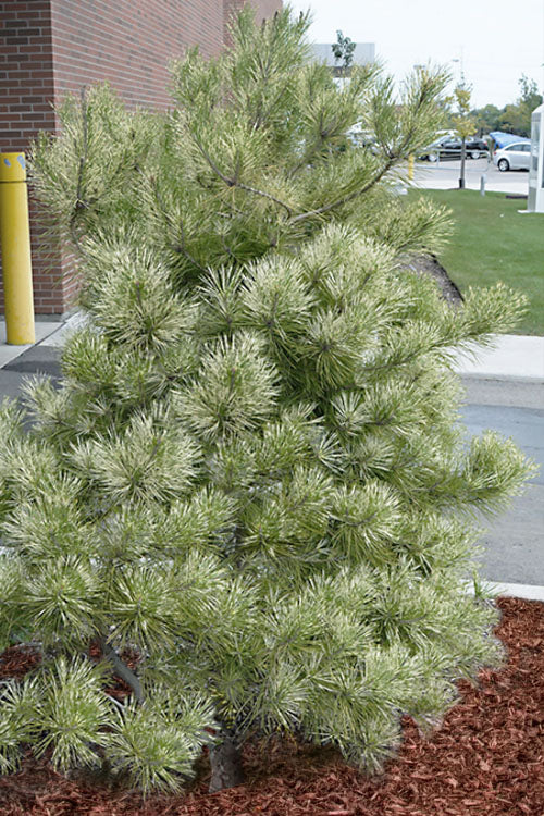  Golden Ghost Japanese Red Pine (Pinus Densiflora) - 3 Gallon Pot
