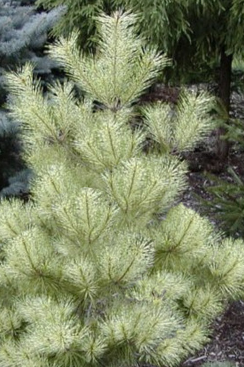  Golden Ghost Japanese Red Pine (Pinus Densiflora) - 3 Gallon Pot