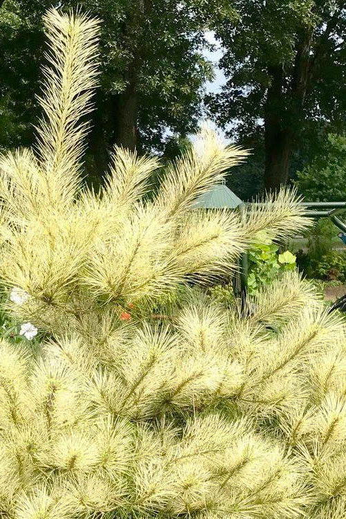  Golden Ghost Japanese Red Pine (Pinus Densiflora) - 1 Gallon Pot
