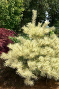  Golden Ghost Japanese Red Pine (Pinus Densiflora) - 1 Gallon Pot