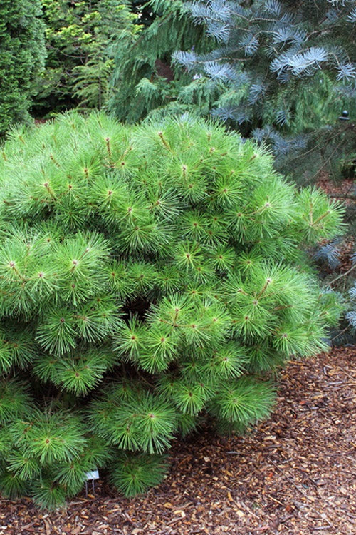  Jane Kluis Japanese Red Pine - 1 Gallon Pot