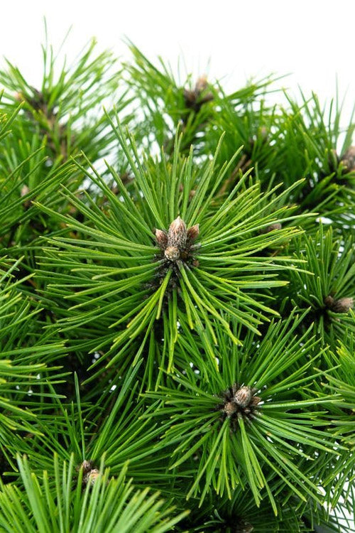  Jane Kluis Japanese Red Pine - 1 Gallon Pot