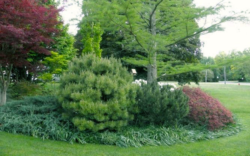  Jane Kluis Japanese Red Pine - 1 Gallon Pot