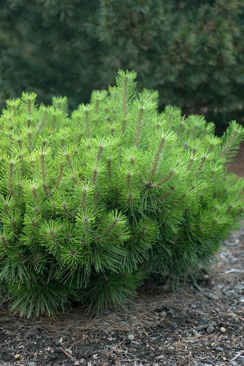  Jane Kluis Japanese Red Pine - 1 Gallon Pot