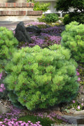  Jane Kluis Japanese Red Pine - 1 Gallon Pot