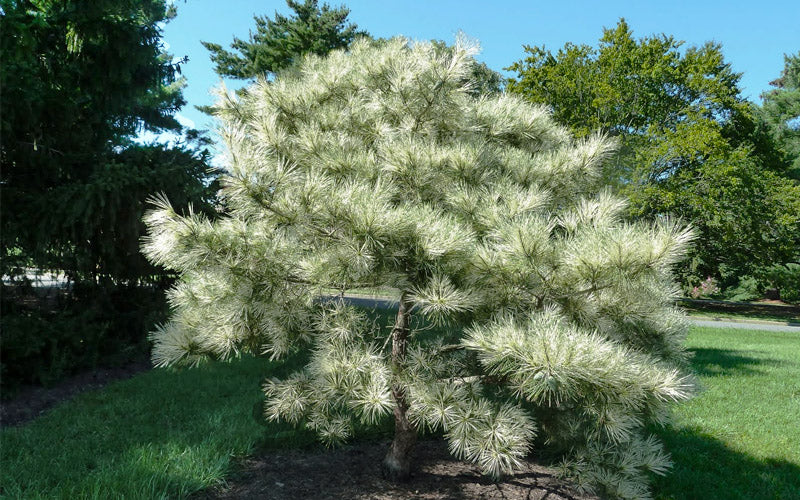  Dragon Eye Japanese Pine (Pinus Densiflora 'Oculus-Draconis') - 1 Gallon Pot