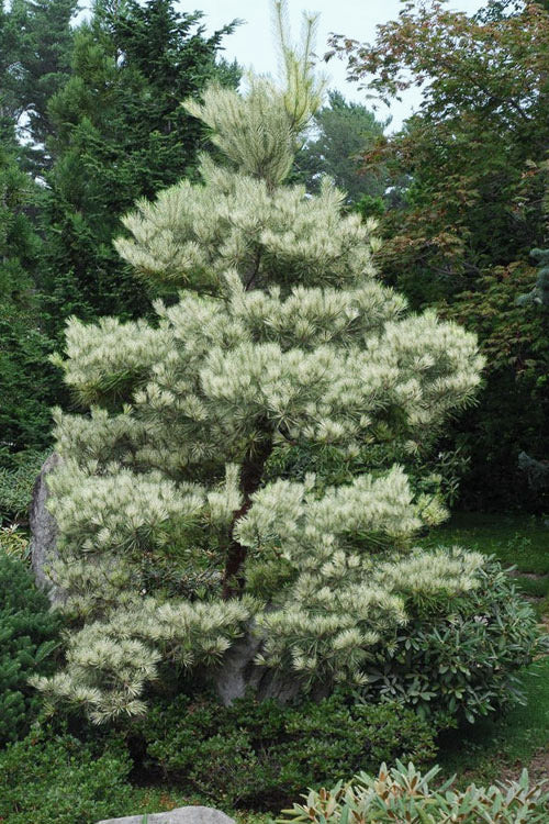  Dragon Eye Japanese Pine (Pinus Densiflora 'Oculus-Draconis') - 1 Gallon Pot