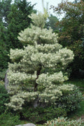  Dragon Eye Japanese Pine (Pinus Densiflora 'Oculus-Draconis') - 3 Gallon Pot