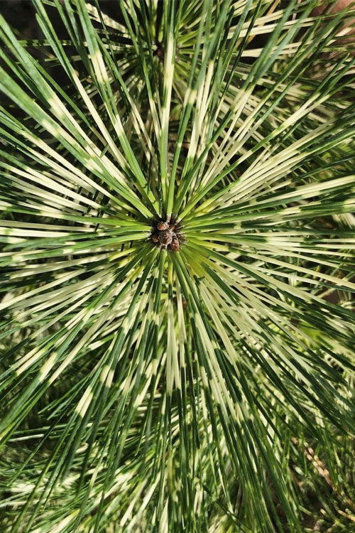  Dragon Eye Japanese Pine (Pinus Densiflora 'Oculus-Draconis') - 1 Gallon Pot