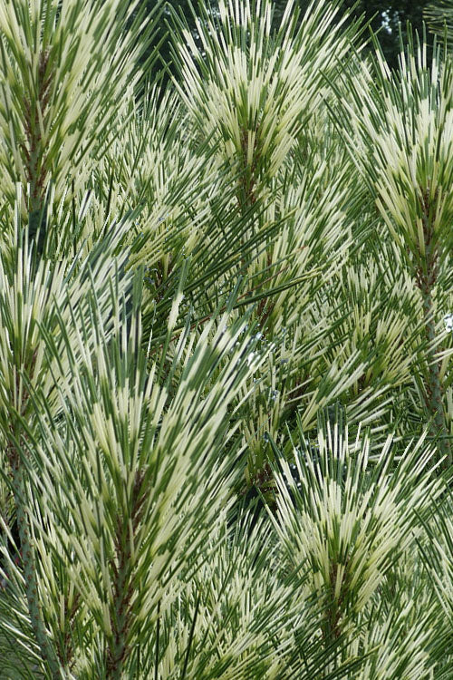  Dragon Eye Japanese Pine (Pinus Densiflora 'Oculus-Draconis') - 3 Gallon Pot