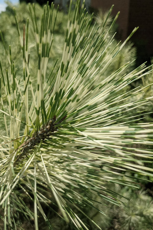  Dragon Eye Japanese Pine (Pinus Densiflora 'Oculus-Draconis') - 3 Gallon Pot