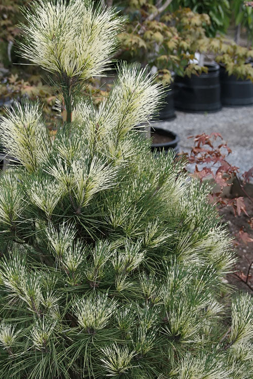  Dragon Eye Japanese Pine (Pinus Densiflora 'Oculus-Draconis') - 1 Gallon Pot