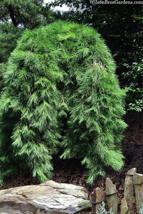  Weeping Japanese Red Pine (Pinus Densiflora 'Pendula') - 1 Gallon Pot
