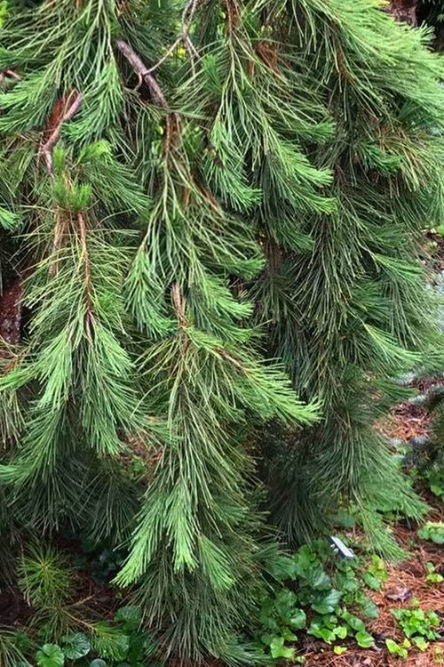  Weeping Japanese Red Pine (Pinus Densiflora 'Pendula') - 1 Gallon Pot