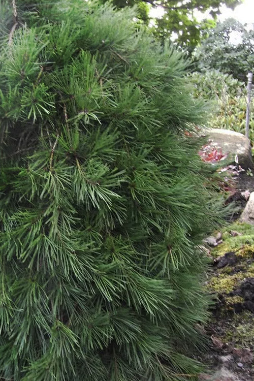  Weeping Japanese Red Pine (Pinus Densiflora 'Pendula') - 1 Gallon Pot