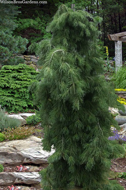  Weeping Japanese Red Pine (Pinus Densiflora 'Pendula') - 3 Gallon Pot