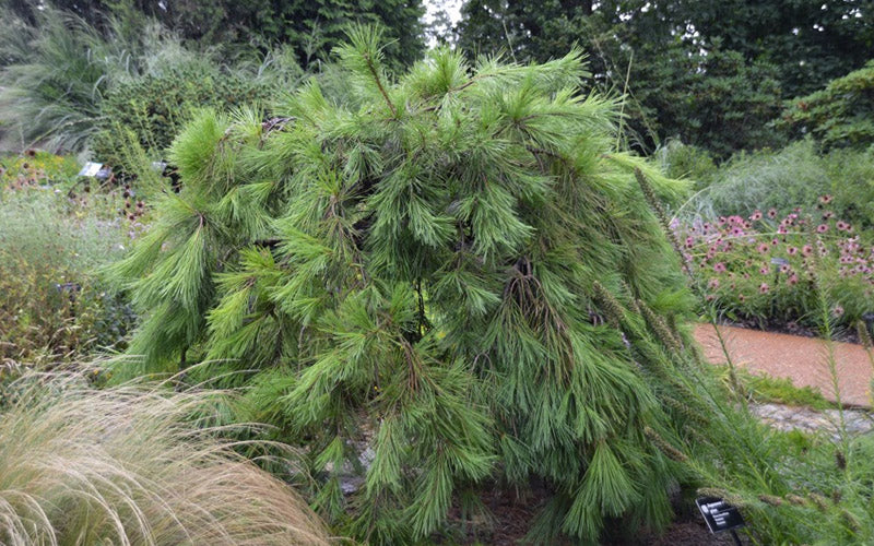  Weeping Japanese Red Pine (Pinus Densiflora 'Pendula') - 1 Gallon Pot