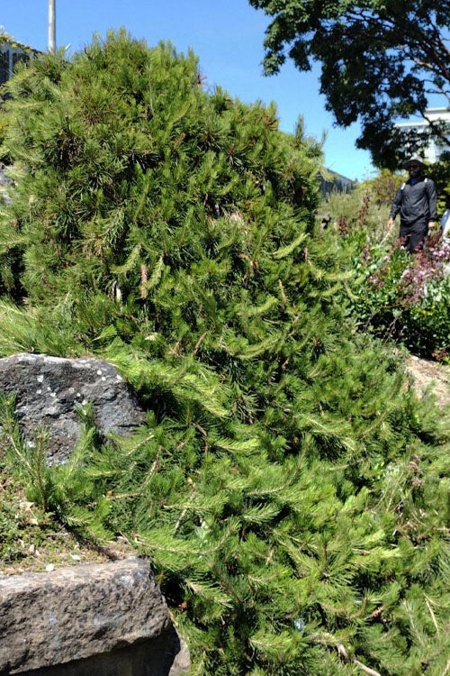  Weeping Japanese Red Pine (Pinus Densiflora 'Pendula') - 1 Gallon Pot