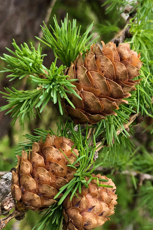  Shortleaf Rosemary Pine (Pinus Echinata) - 3 Gallon Pot