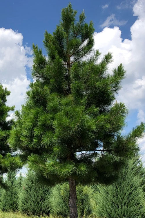  Shortleaf Rosemary Pine (Pinus Echinata) - 1 Gallon Pot