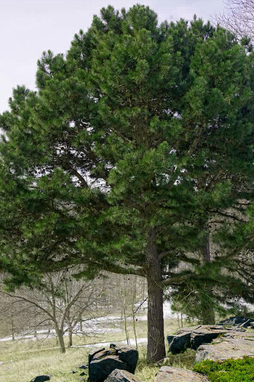  Shortleaf Rosemary Pine (Pinus Echinata) - 3 Gallon Pot