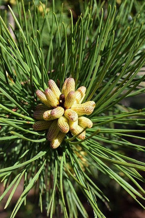  Shortleaf Rosemary Pine (Pinus Echinata) - 3 Gallon Pot