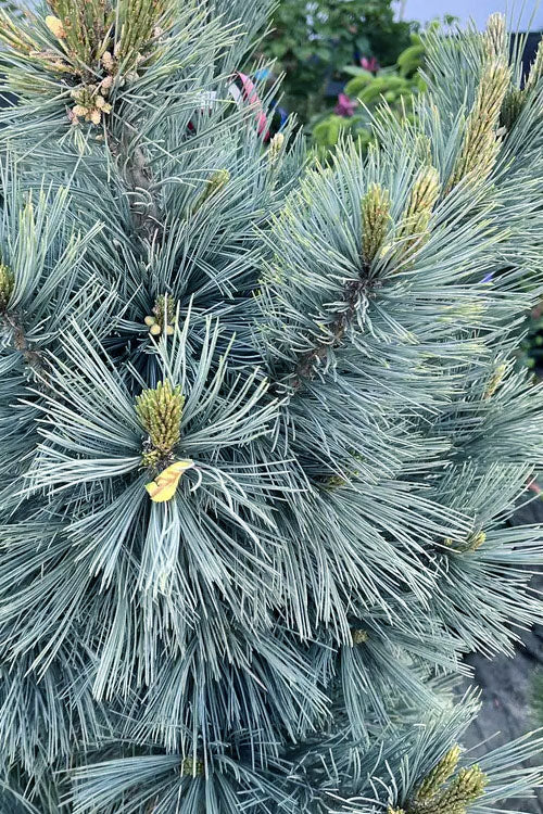  Cesarini Blue Limber Pine (Pinus Flexilis) - 1 Gallon Pot