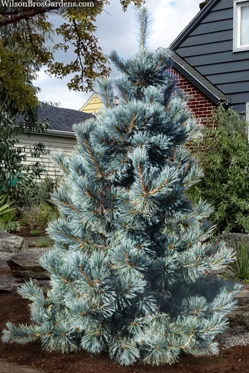  Cesarini Blue Limber Pine (Pinus Flexilis) - 3 Gallon Pot