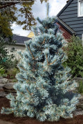  Cesarini Blue Limber Pine (Pinus Flexilis) - 3 Gallon Pot