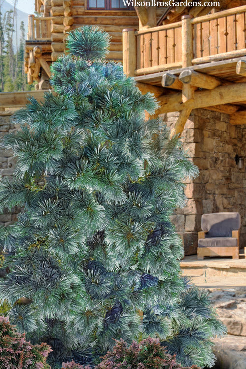  Weeping Blue Limber Pine - 3 Gallon Pot
