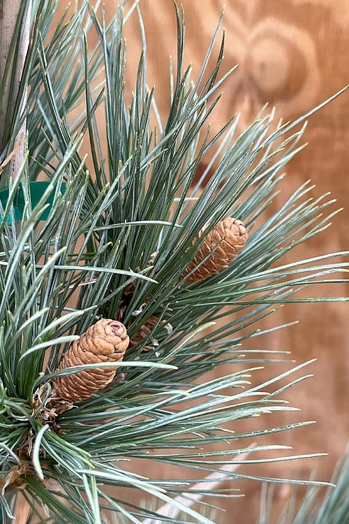  Weeping Blue Limber Pine - 1 Gallon Pot