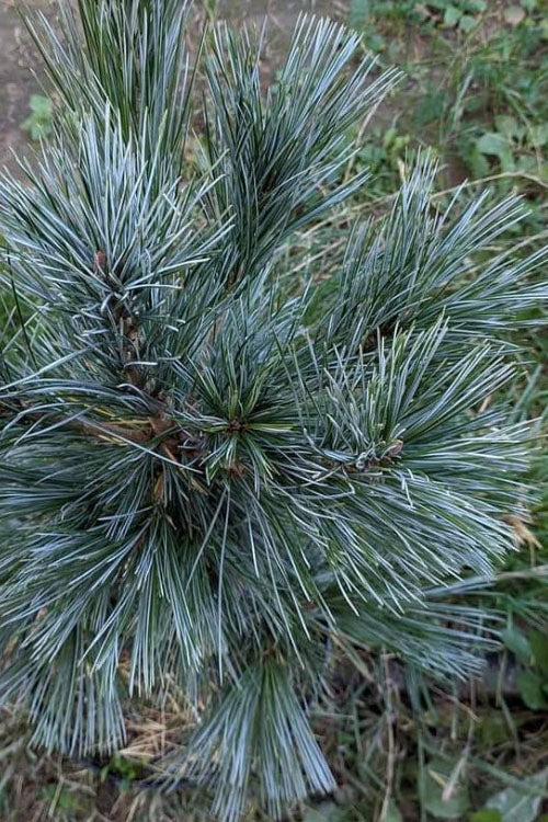  Vanderwolf's Pyramid Limber Pine (Pinus Flexilis) - 1 Gallon Pot